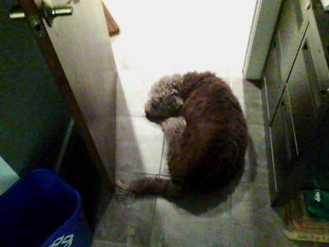 My pet dog Finley, as seen by a camera at visible wavelengths and at infrared wavelengths.